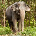 Asia thai elephant generic image