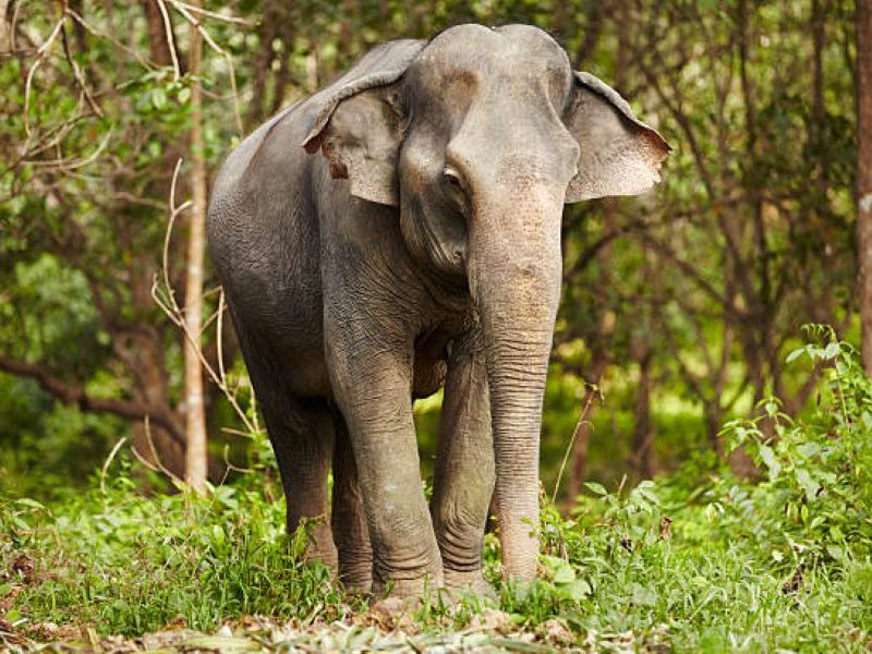 Asia thai elephant generic image