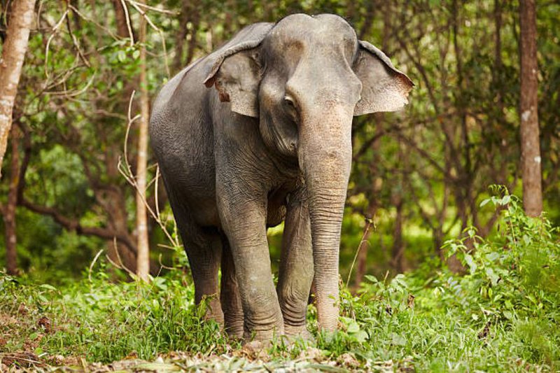 Asia thai elephant generic image
