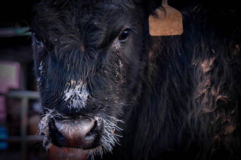Livestock in cold weather generic image