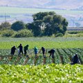 Farm workers generic image
