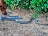 Dog and snake generic image