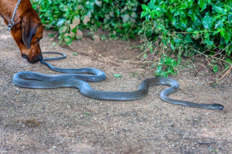 Dog and snake generic image