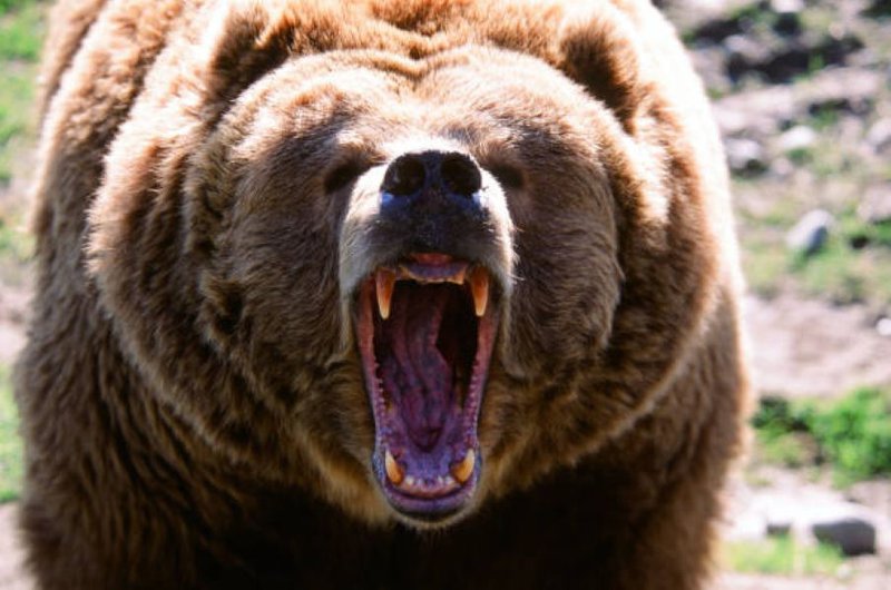 Bear attack generic image
