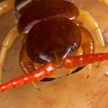 Chinese centipede generic image