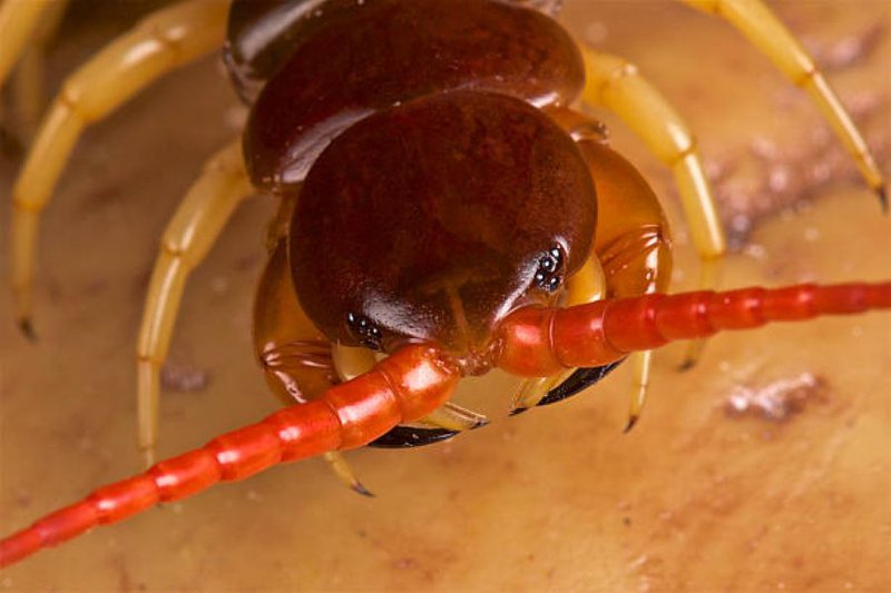 Chinese centipede generic image