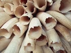ivory 1.jpg