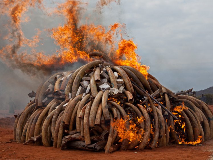 ivory_2.jpg