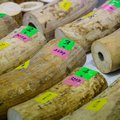 Nine arrested during largest ivory bust in Thailand