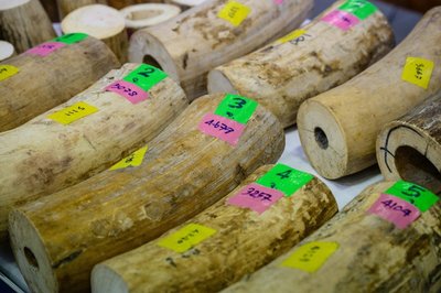 Thai police arrest 9 in largest ivory seizure in decade