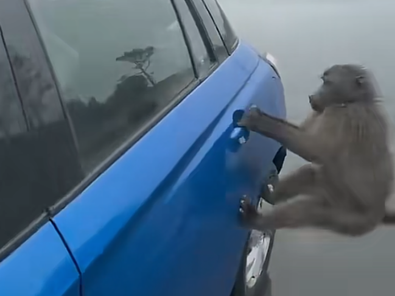 Baboon Win WATCH: Woman uses crazy move to get baboon out of car in Cape Town