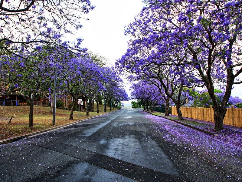 jacaranda trees