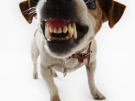 jack russel terrier dog.jpg