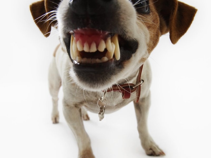 jack russel terrier dog.jpg