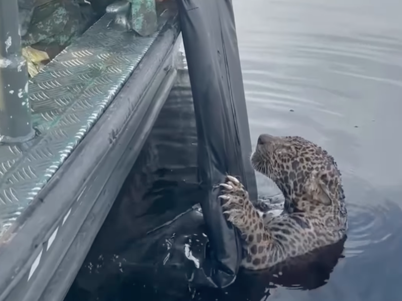 WATCH: Rescuers save jaguar with critical injuries from drowning