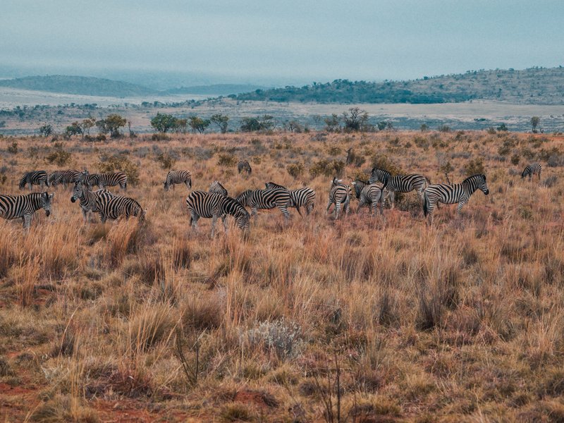 Game reserve generic