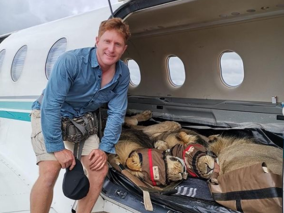 Lions cuddling on a plane