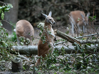 Man charged for brutal attack on kangaroo