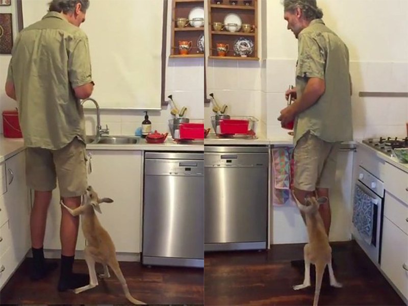 Rescue Kangaroo Jimmmy