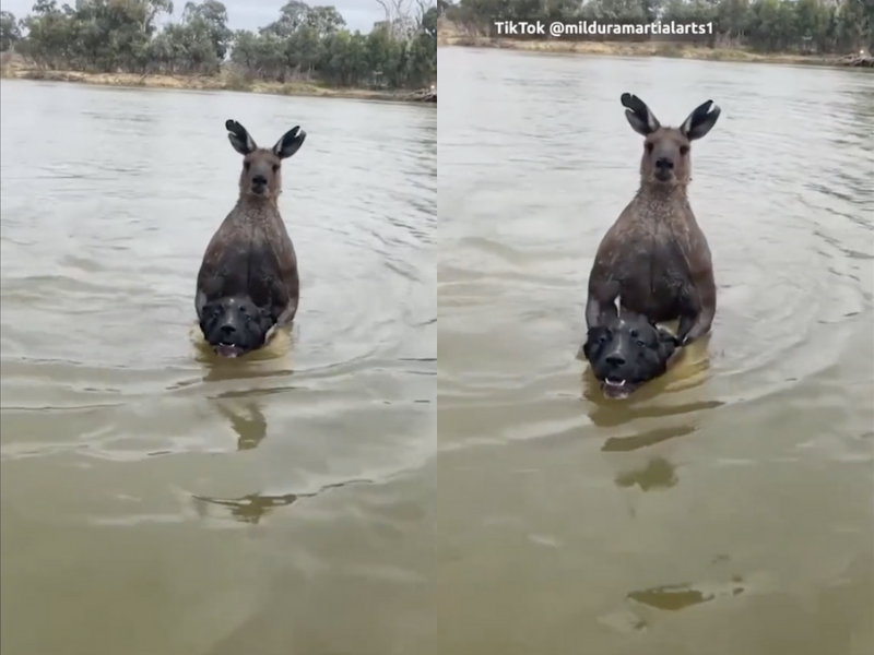 Man saves dog by fighting kangaroo