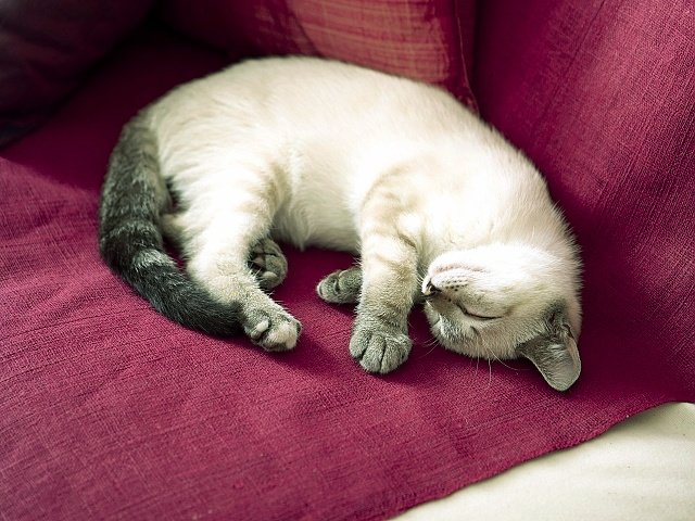 Kitten-gallo