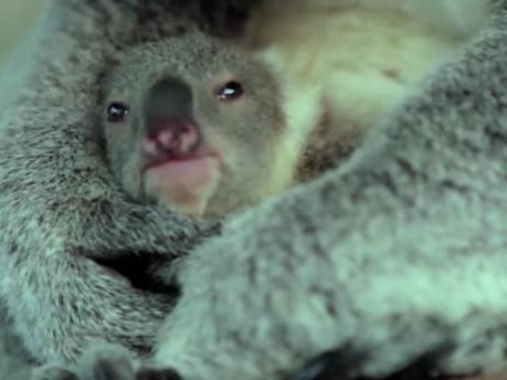 koala.jpg