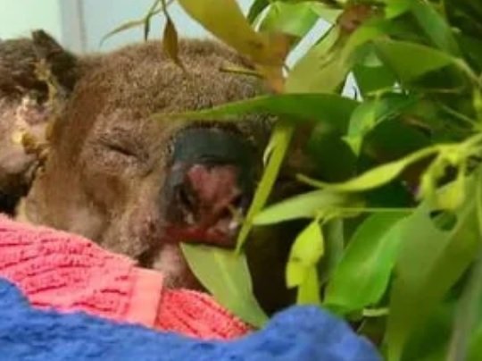 lewish the koala