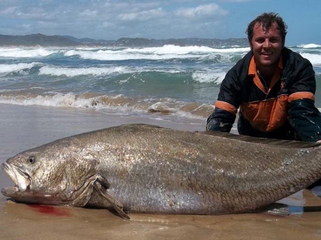 kob_mosselbay.jpg