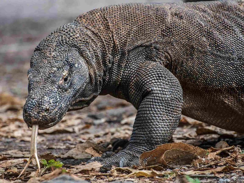 Komodo dragon