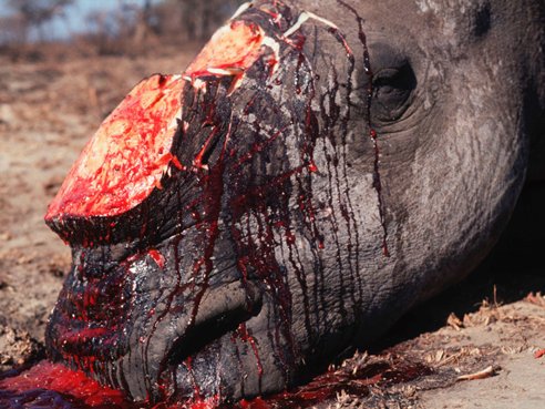 larson.poachedrhino.568_1.jpg