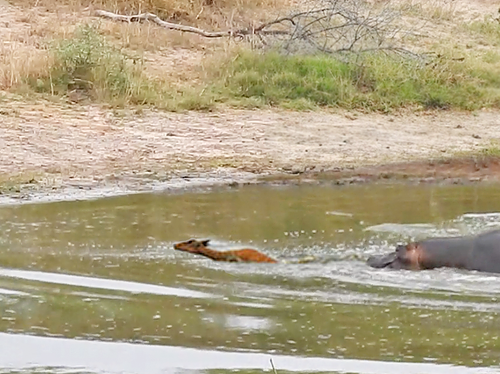 impala v wild dog