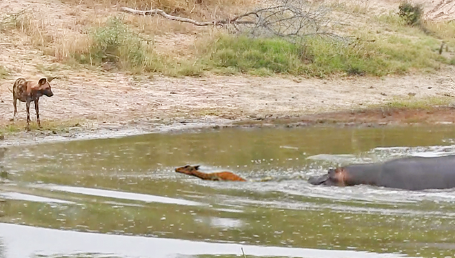 impala v wild dog