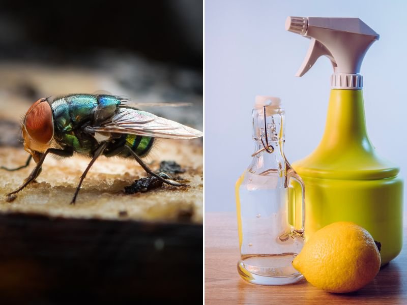 Lemon vinegar and fly collage