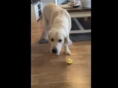 lemondog.jpg