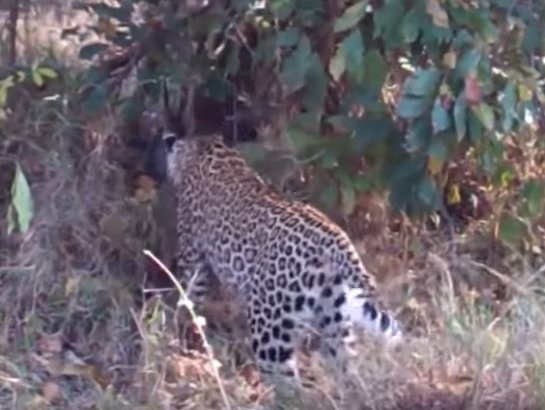 Giant python and leopard battle it out in the Kruger National Park