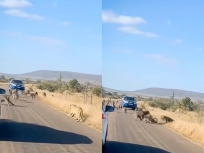 VIDEO: Leopard attacks group of 50 baboons in Kruger