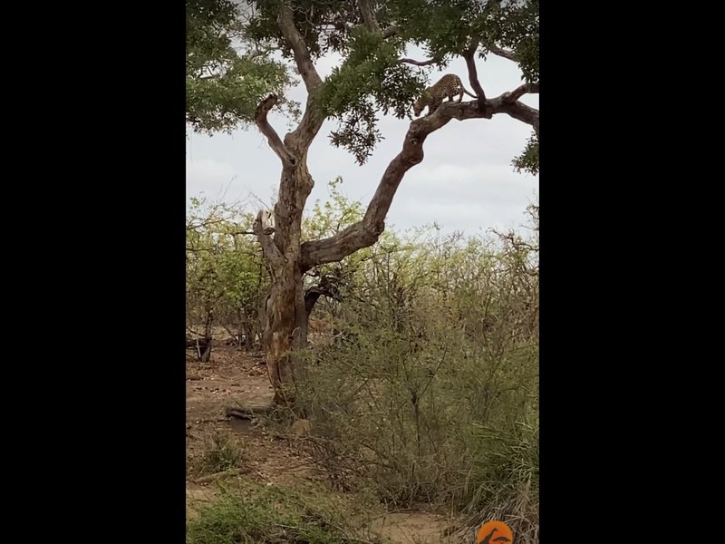 Leopard jumping