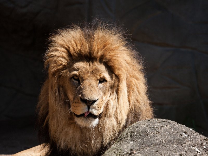 Male Lion the late show