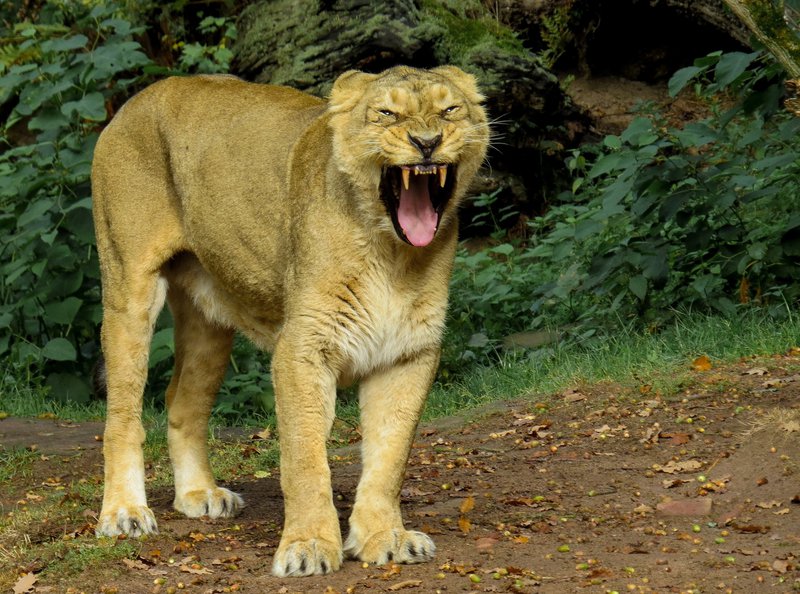 lion roaring