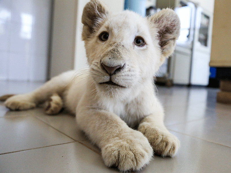 Lion cub