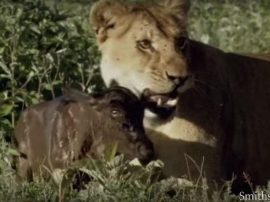 lion