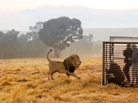 Lion