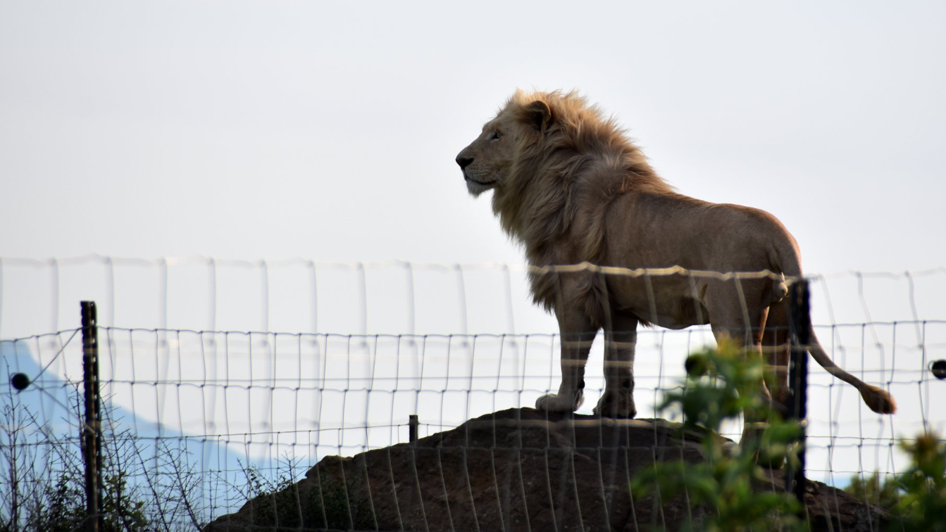 Lions rescued from Ukraine