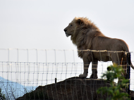 lion western cape ukraine