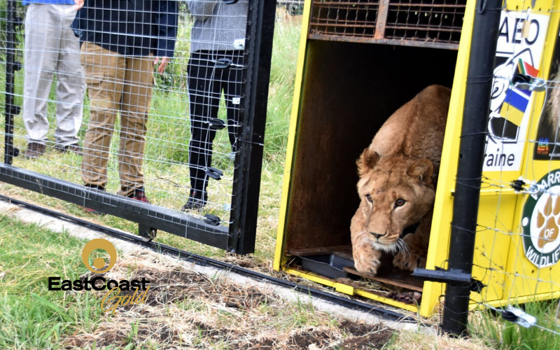 Lions returned to Africa, touch grass for first time