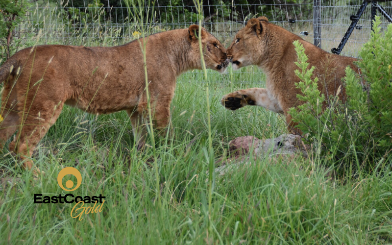 Lions rescued from Ukraine