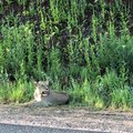 Lion on the loose 2