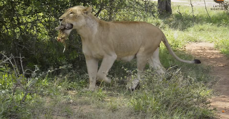 lioness giving birth