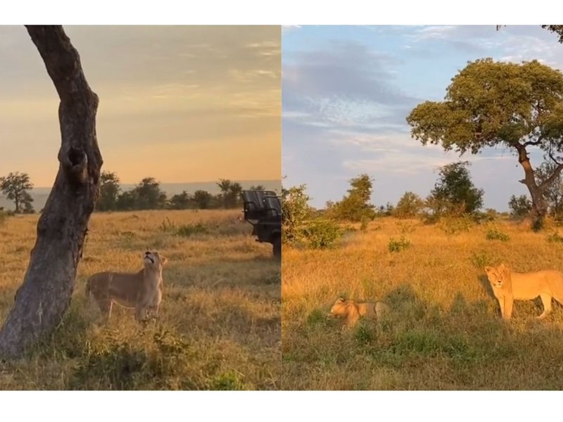 Leopard vs lioness