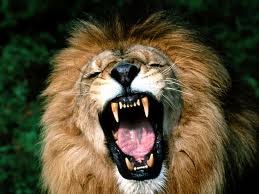lionmassage.jpg